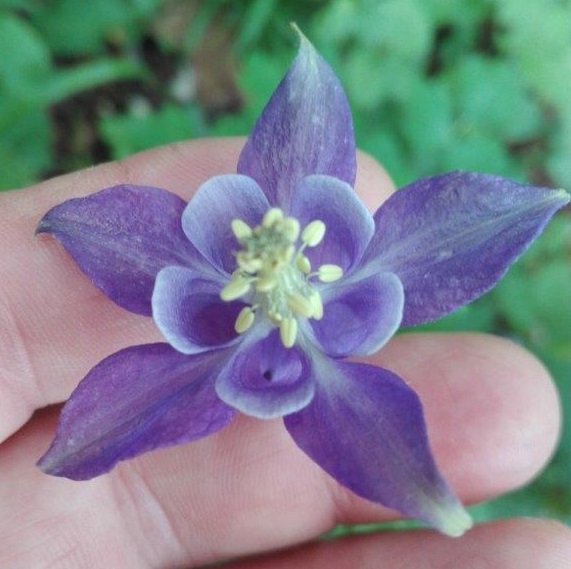 fiore viole gran sasso