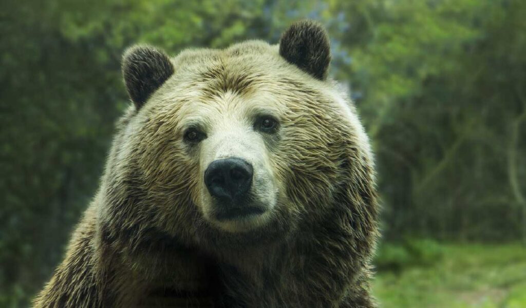 orso