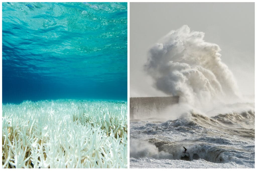 acidificazione degli oceani: sbiancamento barriera corallina anche da inquinamento degli oceani