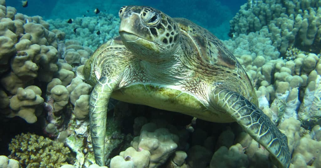 gli oceani ci guardano