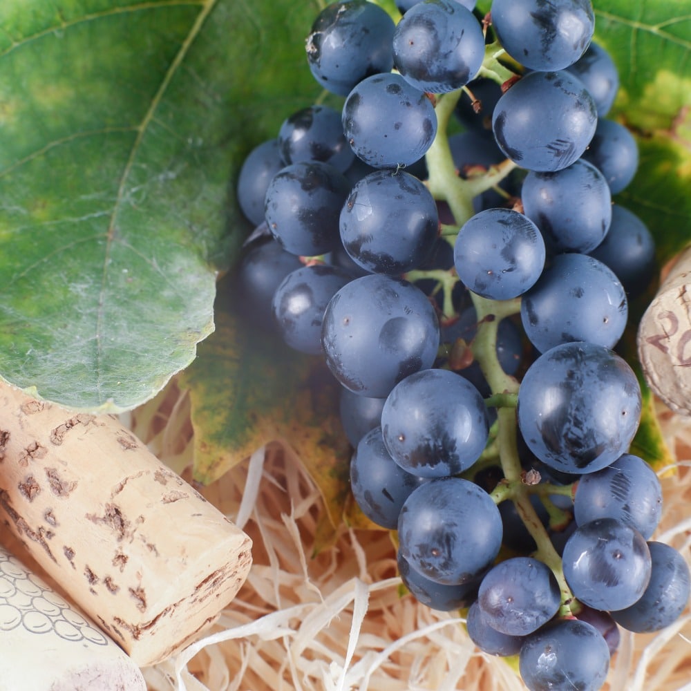 Uva per vino per bicchiere compostabile