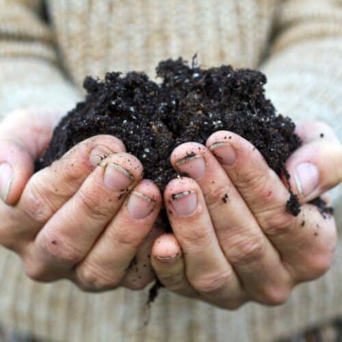 terriccio compost