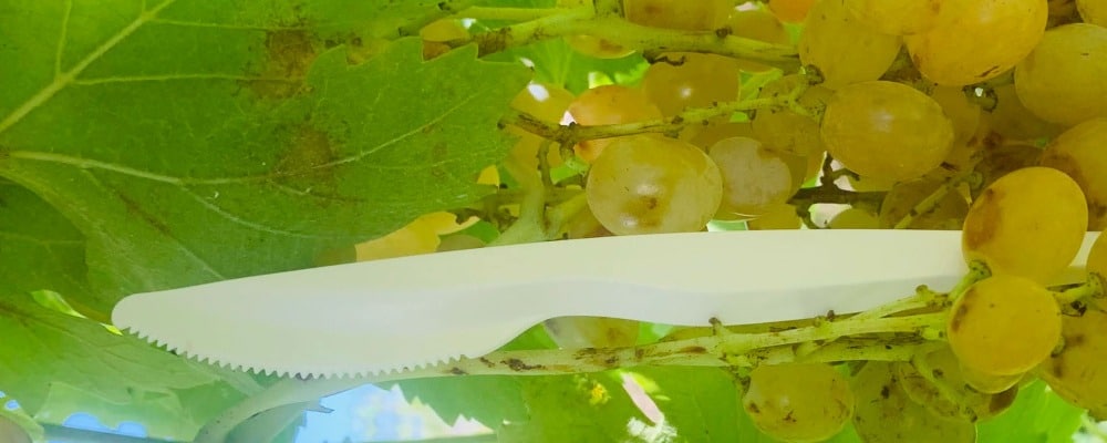 coltelli monouso compostabili